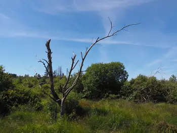 Signal de Botrange (Belgium)